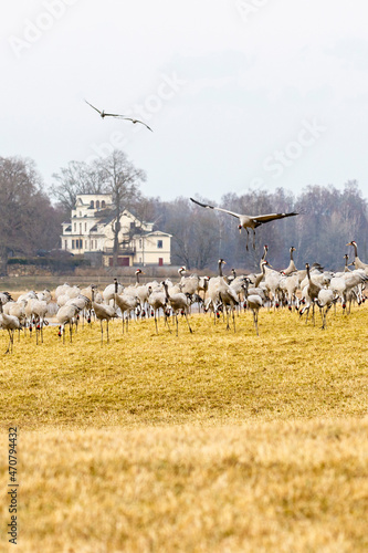 View with a flock of cranes on a field with a house in the background photo