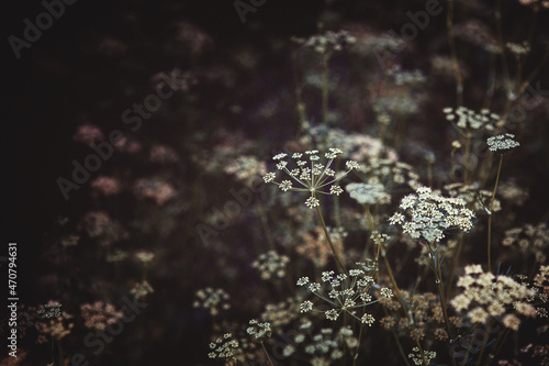 Dark Background of flowering parsley plants. Local vegetable planting farm Fresh organic Raw cilantro grass inflorescences. Retro sepia brown colored Natural spring vegetable garden background photo