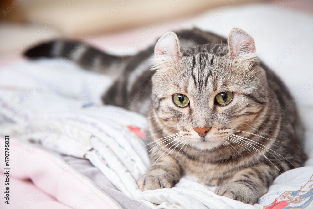 Cat Silver tabby color Which ears, roll cute ginger kitten in the fluffy pet Poses comfortably is happy. Cat breed originated from American Curl cat and American Short Hair cat breeder. Cat Silver tabby color Which ears, roll cute ginger kitten in the fluffy pet Poses comfortably is happy. Cat breed originated from American Curl cat and American Short Hair cat breeder.