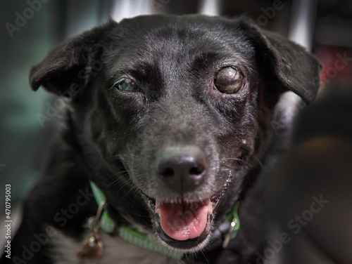 Photography Blind dog