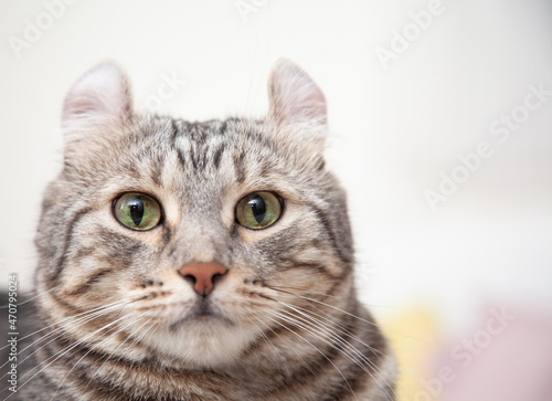 Canvastavla Cat Silver tabby color Which ears, roll cute ginger kitten in the fluffy pet Poses comfortably is happy