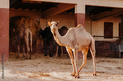 Cute camel portrait with soft focus and natural day light in light pastel tones colors.