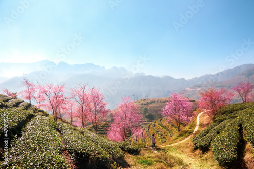 Cherry blossom and tea hill in Sapa, Vietnam. Sa Pa was a frontier township and capital of former Sa Pa District in Lao Cai Province in north-west Vietnam.