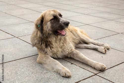 Fotografia A large shaggy dog with dirty fur lies on the street