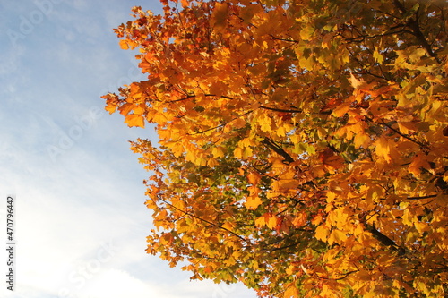 Herbstbaum