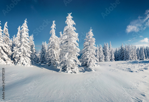 White fir trees on the pot of Carpathian mountains  Ukraine  Europe. Christmas greeting postcard with snowy mountain forest. Beauty of nature concept background..