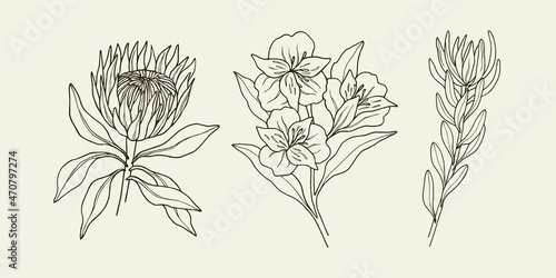 Set of hand drawn king protea, alstroemeria, leucadendron
