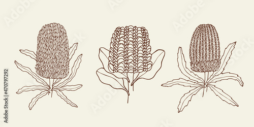 Set of hand drawn banksia flowers. Australian native plants photo