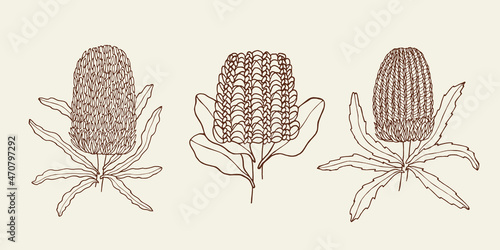 Set of hand drawn banksia flowers. Australian native plants