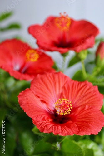 赤色のハイビスカス