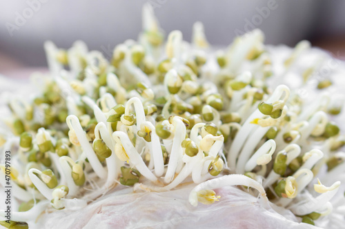 Closeup fresh Bean Sprouts with blured blackgroun, healthy food concept photo