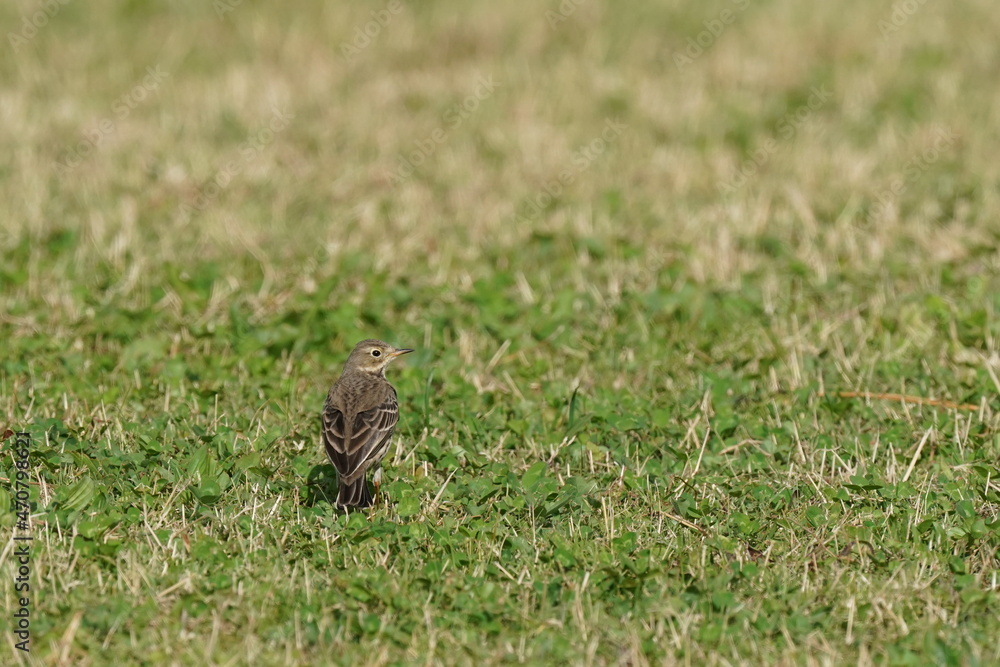 buff bellied pipit in the field buff bellied pipit in the field