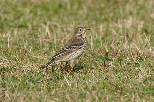 buff bellied pipit in the field