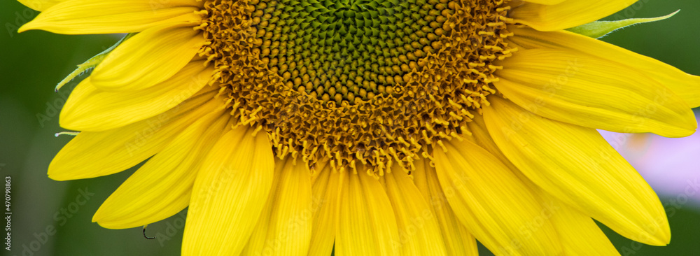 Sunflower cover / Sunflower Banner