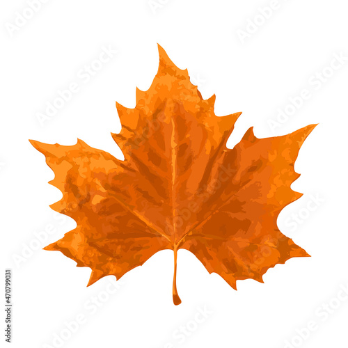Sycamore Autumn Leaf Isolated