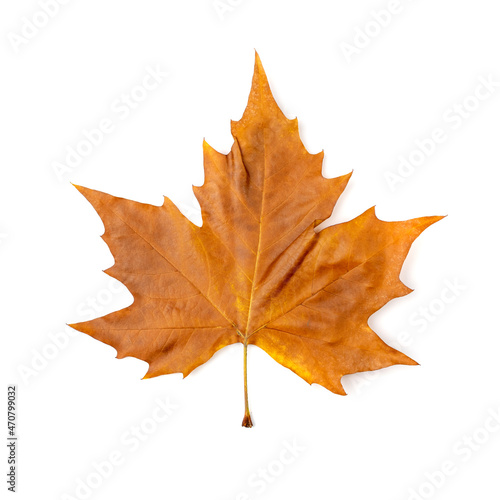 Sycamore Autumn Leaf Isolated