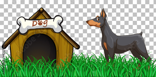 Doberman Pinscher dog with dog house on transparent background