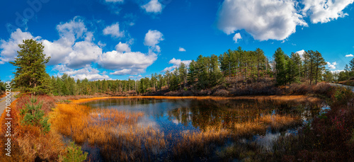 Fototapeta Naklejka Na Ścianę i Meble -  Tranquil dramatic autumn landscape with the view of pond, pine tree forest, dried aqua plants, and cumulous clouds in the blue sky. Beautiful recreational park in Myles Standish State Forest in Massac