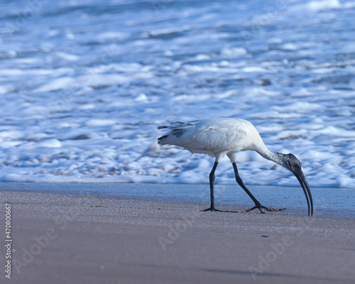 Oriental white ibis bird standing on the beach. Threskiornis melanocephalus. The black-headed ibis, also known as the Oriental white ibis, Indian white ibis, and black-necked ibis. photo