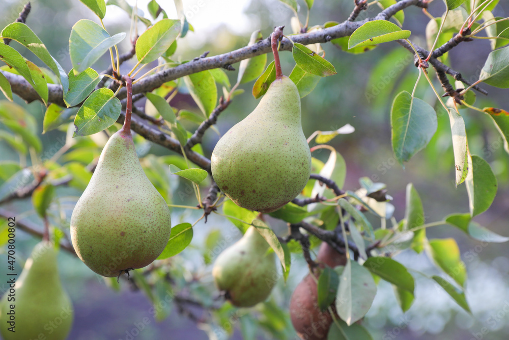 Group of Ripe Healthy Green Pears Growing on the Branch of a pear Tree, in a Genuine Organic Orchard Healthy Food for Humans. Autumn Harvest Concept Close-up Group of Ripe Healthy Green Pears Growing on the Branch of a pear Tree, in a Genuine Organic Orchard Healthy Food for Humans. Autumn Harvest Concept Close-up