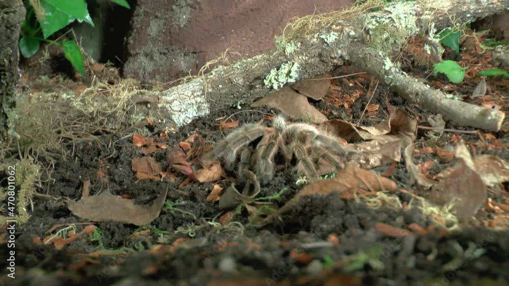 Front close up view of walking Tarantula Front close up view of walking Tarantula
