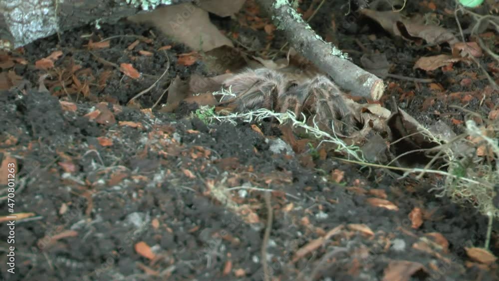 Front close up view of walking Tarantula Front close up view of walking Tarantula