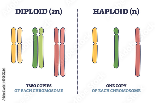 Diploid vs haploid as complete chromosome sets count comparison outline diagram. Labeled educational genetic organisms cell splitting differences vector illustration. One or two copies of eukaryotes.