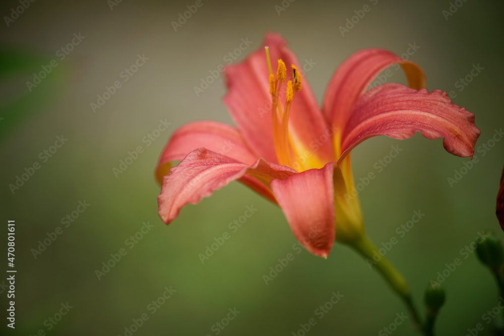 orange day lily flower
