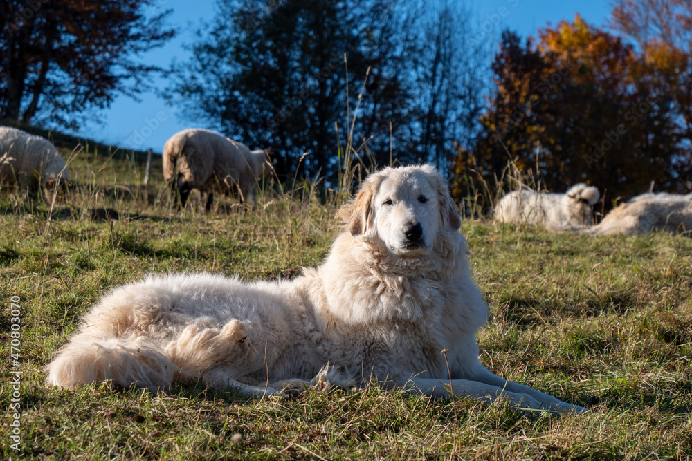 Obraz premium Shepherd dog guarding the sheep flock
