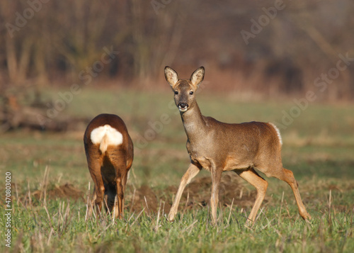 deer on a field