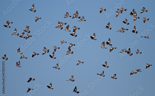 flock of pigeons