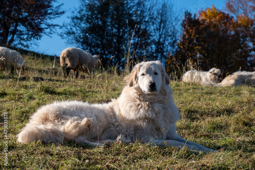 Shepherd dog guarding the sheep flock