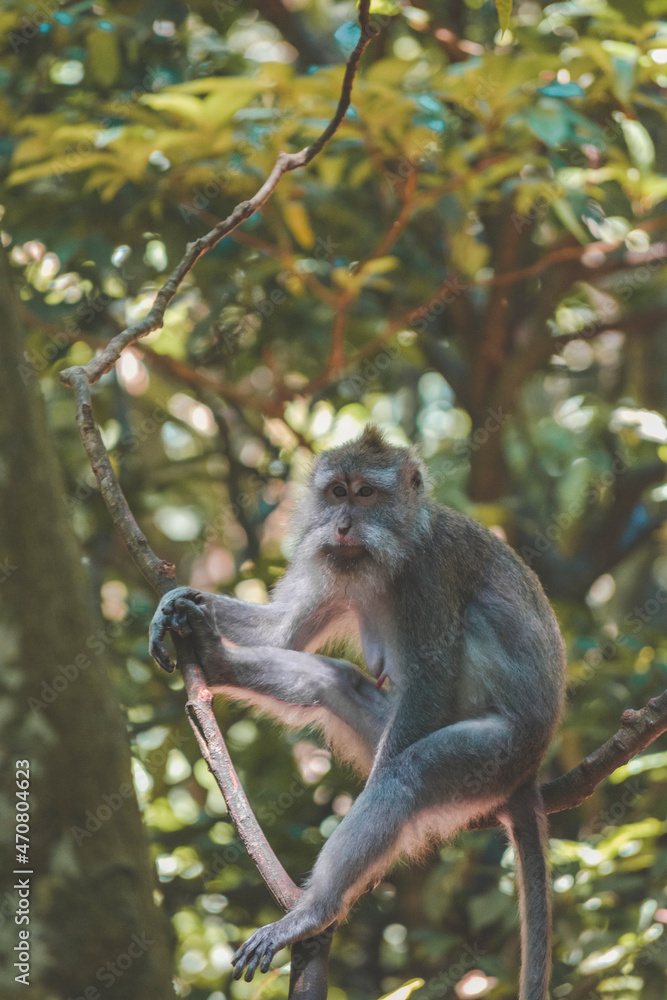 Obraz premium Bored Monkey