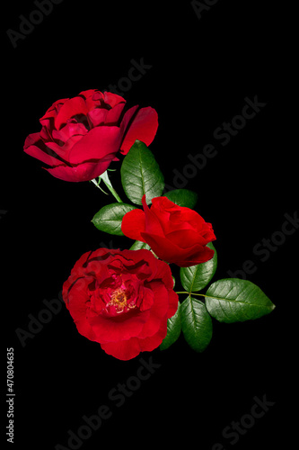 Fototapeta Naklejka Na Ścianę i Meble -  Red roses isolated black background, beautiful roses
