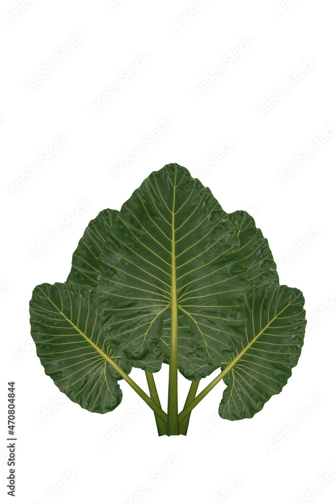 Fototapeta premium Green taro leaves isolated on a white background