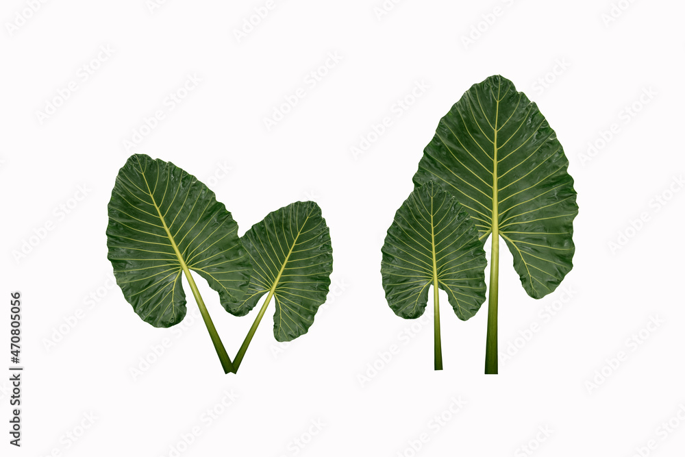 Fototapeta premium Green taro leaves isolated on a white background