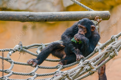 chimpanzee at the zoo park