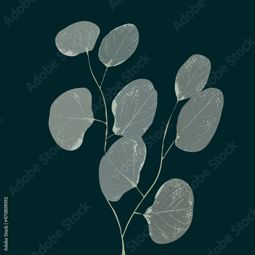 Ilustracja motyw roślinny eukaliptus na ciemnym tle
