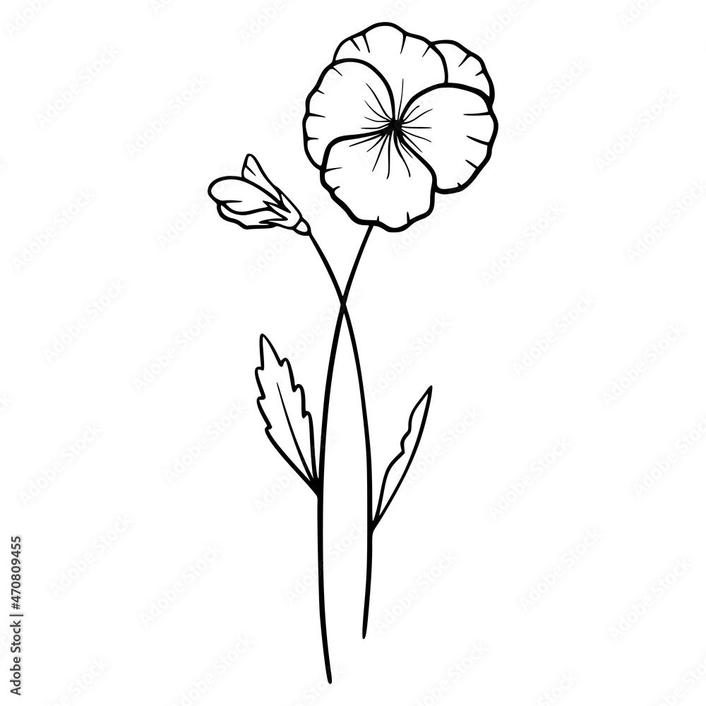 Violet flowers on white background. Handdrawn illustration of a spring
