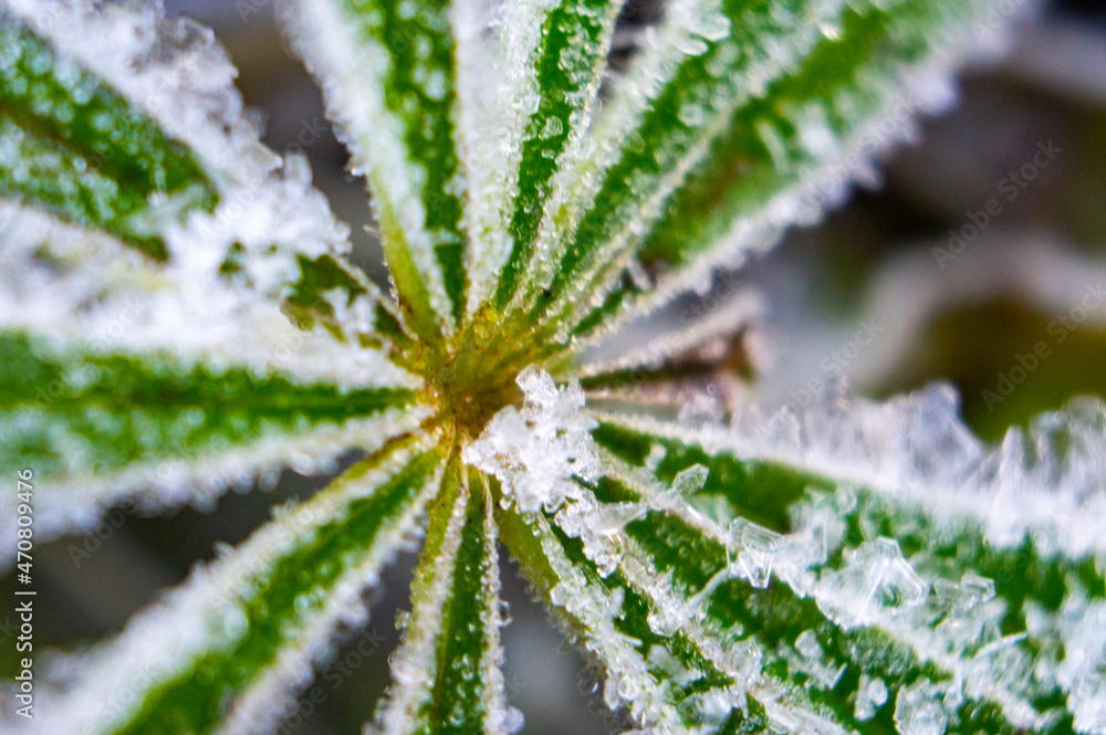 Crystals of frost and frost on plants close-up in winter. Macro photography Crystals of frost and frost on plants close-up in winter. Macro photography