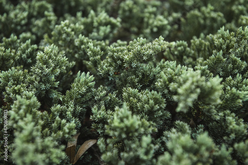 Close up of a juniper bush photo