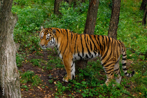 Amur tiger in the summer Primorsky taiga. A large striped predator walks through the summer forest.
