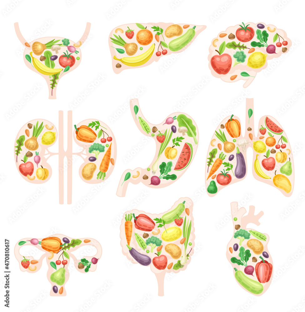 Healthy human internal organs set. Anatomical lungs, bladder, heart, kidneys, liver, bladder, stomach with with fruit and vegerables vector illustration Healthy human internal organs set. Anatomical lungs, bladder, heart, kidneys, liver, bladder, stomach with with fruit and vegerables vector illustration