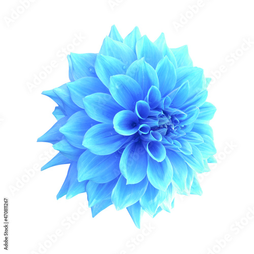 Blue dahlia flower isolated on white background