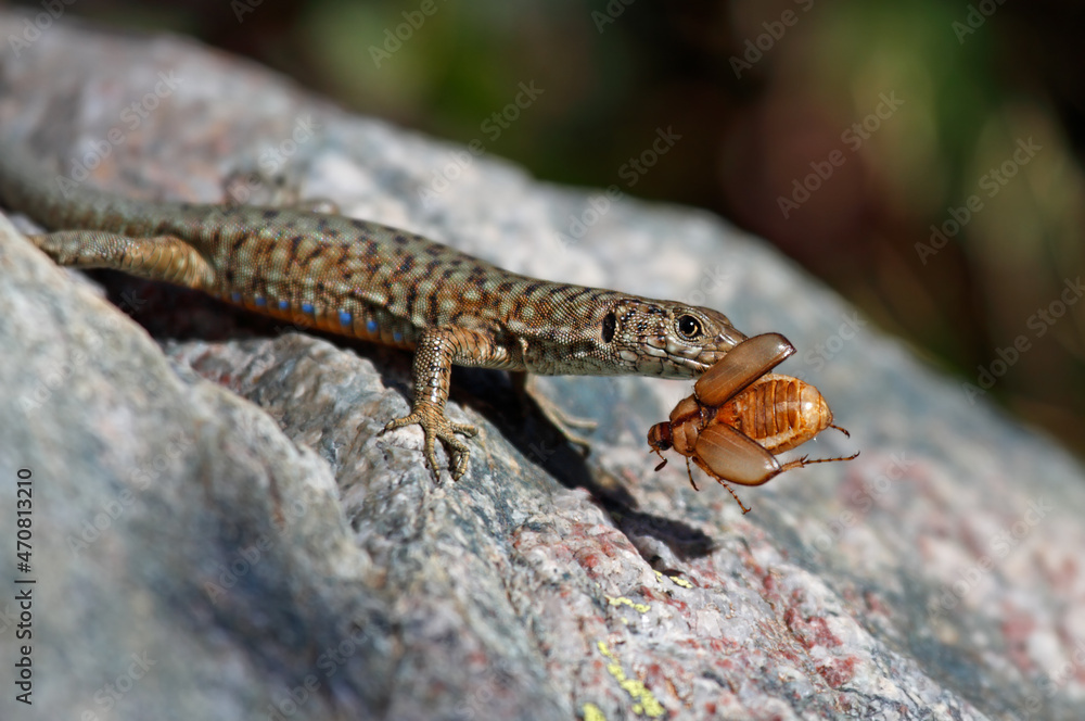 Tyrrhenian wall lizard caught a june beetle Tyrrhenian wall lizard caught a june beetle