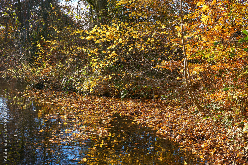 Autumn leaves on the surface of a pond