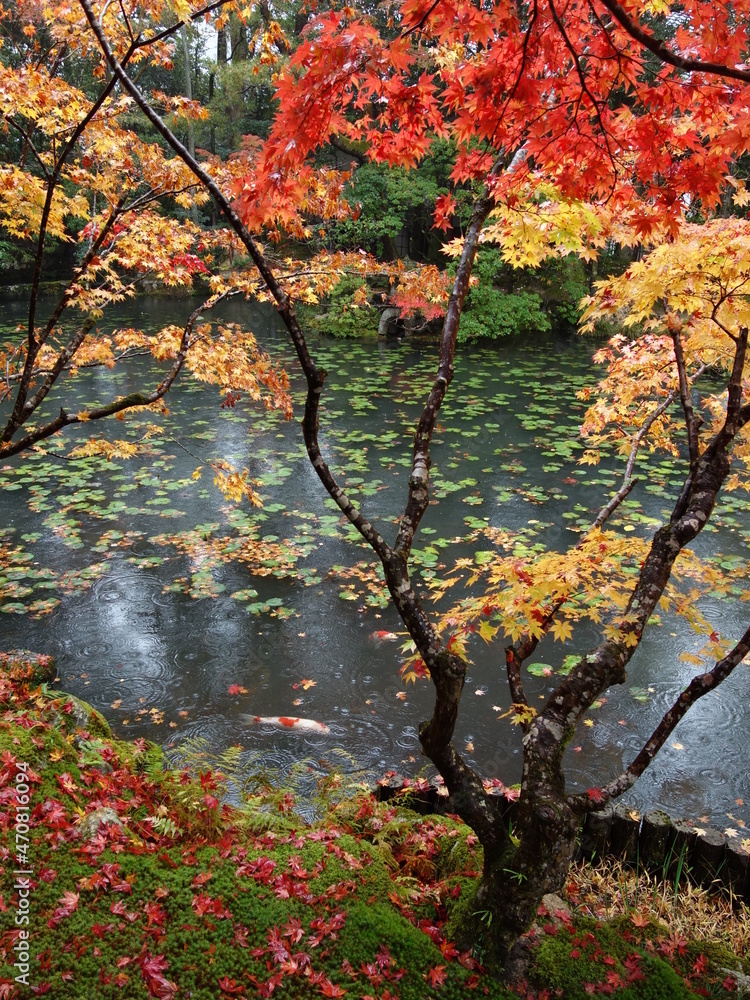 雨の日の紅葉の池