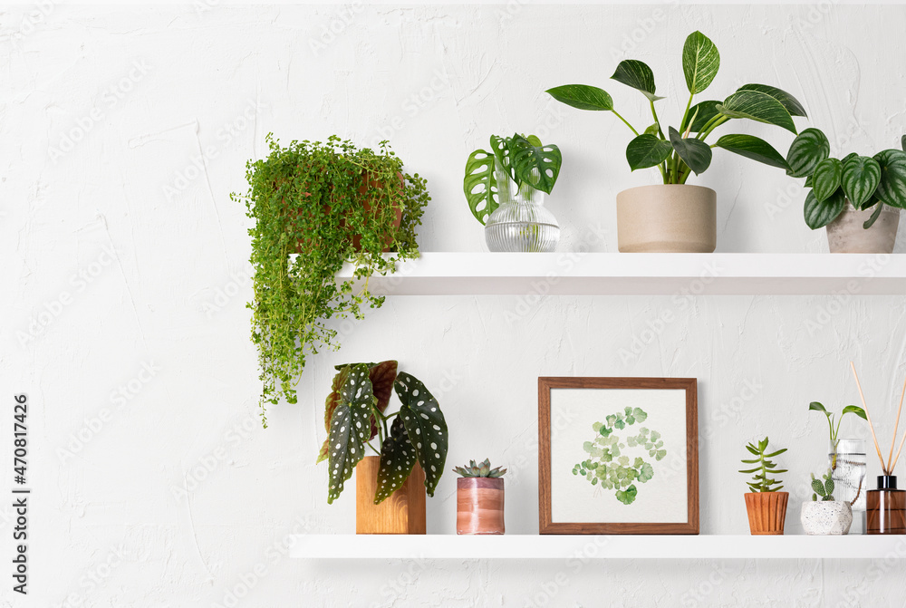 Home decor indoor plant shelf - obrazy, fototapety, plakaty 