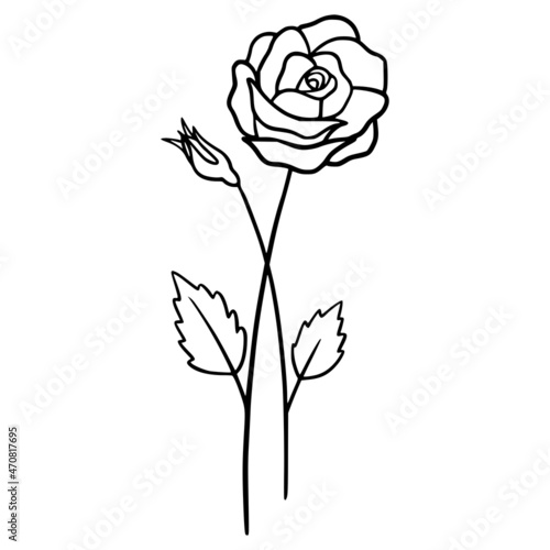 Rose flowers on white background. Hand-drawn illustration of a summer rose flower. Drawing, line art, ink, vector.