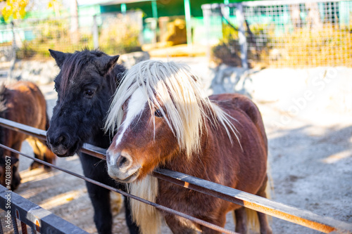 Little ponies black and red with white bangs in the paddock. Cute animals photo